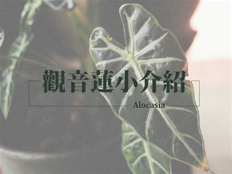 觀音葉植物|觀音蓮的基本照顧與介紹